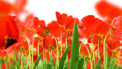 郁金香高清桌面壁紙圖片大全高清大圖預覽1920x1080_風景壁紙下載