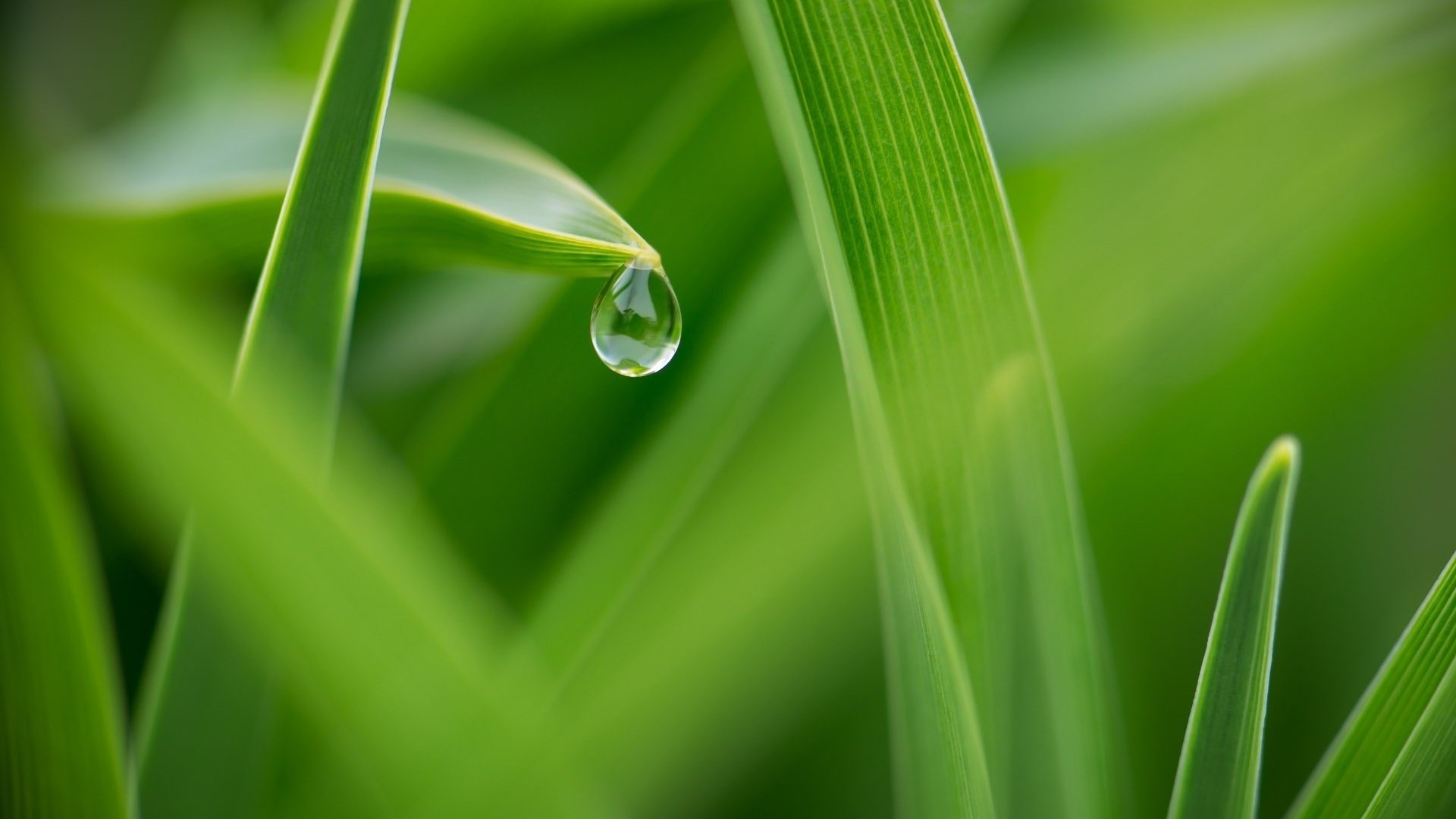 綠色清新護眼桌面壁紙下載 第三輯高清大圖預覽1920x1080_植物壁紙下載