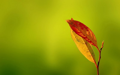 唯美LOMO風(fēng)格植物攝影高清壁紙高清大圖預(yù)覽1920×1200_植物壁紙下載